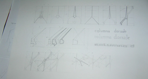sketch of column vertebrae